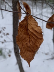 Betula alleghaniensis