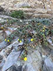 Camissoniopsis cheiranthifolia