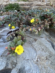 Camissoniopsis cheiranthifolia