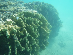 Millepora platyphylla