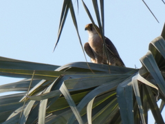 Falco chicquera