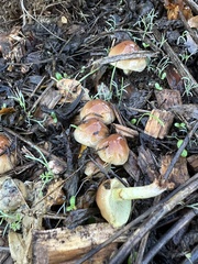 Pholiota velaglutinosa