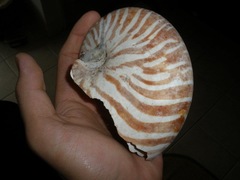 Nautilus pompilius