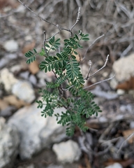 Dalea frutescens