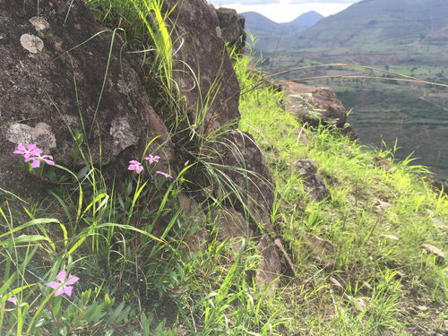 Catharanthus roseus image