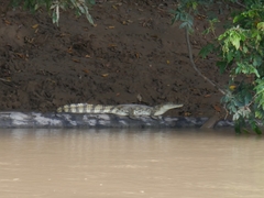 Caiman crocodilus crocodilus