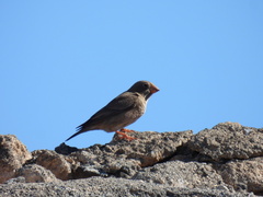 Bucanetes githagineus