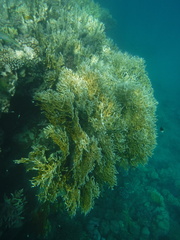Millepora dichotoma