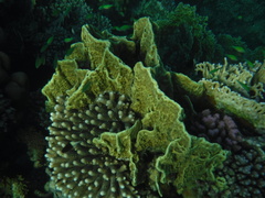 Millepora platyphylla
