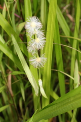 Sparganium americanum