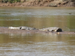 Caiman crocodilus crocodilus