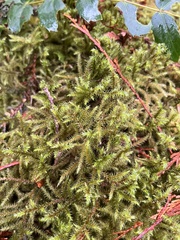 Rhytidiadelphus loreus