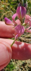 Onobrychis viciifolia