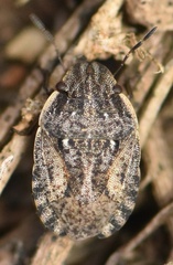 Sciocoris