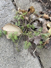 Chaerophyllum procumbens
