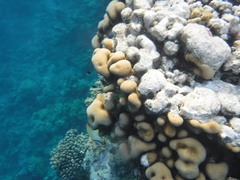 Goniastrea stelligera