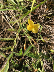 Chamaecrista mimosoides