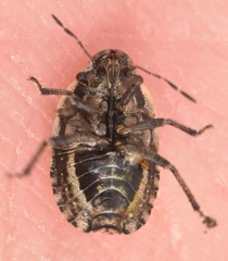 Sciocoris