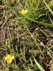 Chamaecrista mimosoides