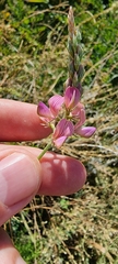 Onobrychis viciifolia