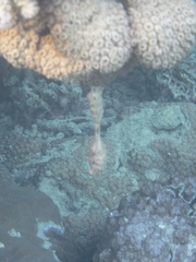 Palythoa tuberculosa