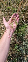 Onobrychis viciifolia