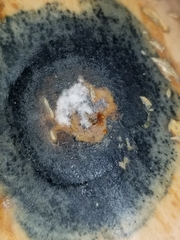 Sclerotinia sclerotiorum