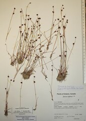 Juncus biglumis
