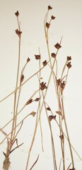 Juncus biglumis
