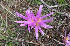 Colchicum montanum