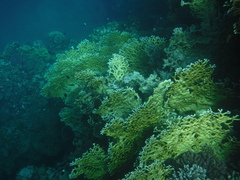 Millepora dichotoma