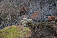 Echinocereus reichenbachii baileyi