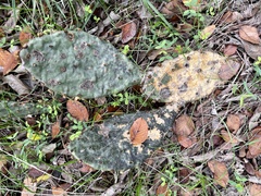 Opuntia macrorhiza