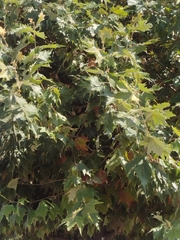 Platanaceae