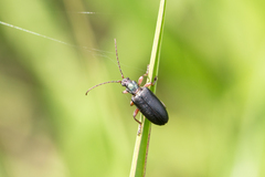 Plateumaris consimilis