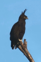 Lophaetus occipitalis
