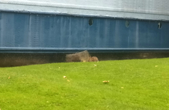 Oryctolagus cuniculus