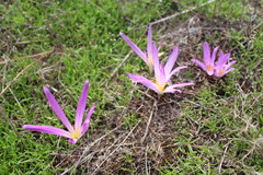 Colchicum montanum