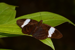 Adelpha epione