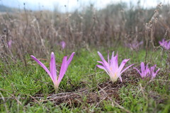 Colchicum montanum