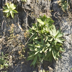Agave mitis