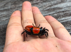 Paraleptuca crassipes