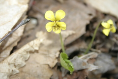 Viola rotundifolia