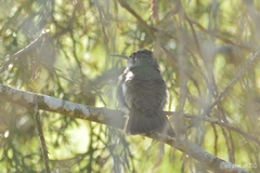 Saucerottia cyanocephala