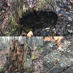 Proliferodiscus pulveraceus