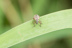 Phyllobius glaucus