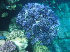 Acropora hemprichii