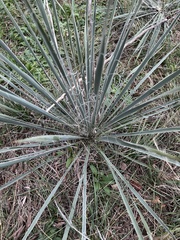 Yucca necopina