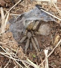 Harpactira hamiltoni