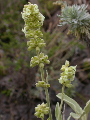 Sideritis dendrochahorra image